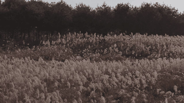 부드럽게 흔들리는 키 큰 억새풀밭