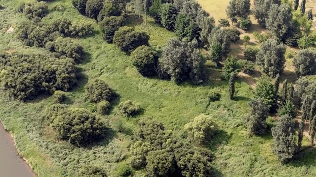 Lush green forest by a river