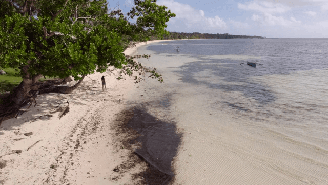 Person walking along a serene beach