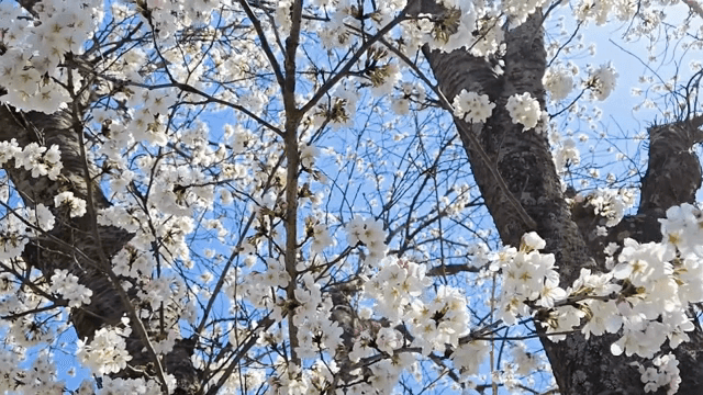 맑은 하늘 아래 핀 벚꽃