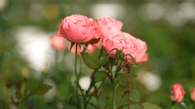 Pink roses blooming in a garden