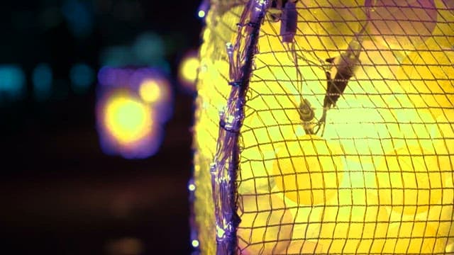 밤을 밝히며 반짝이는 노란 조명