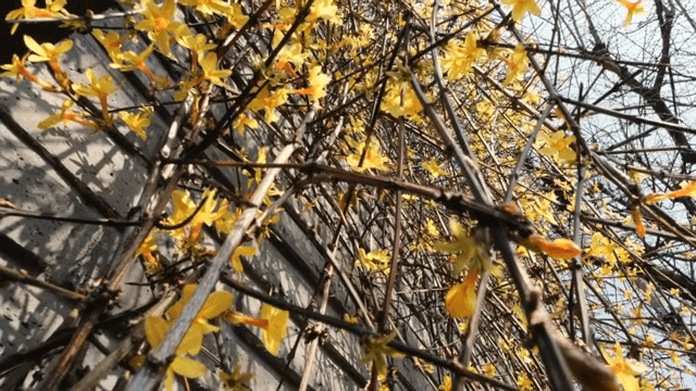 벽에 피어있는 노란 개나리