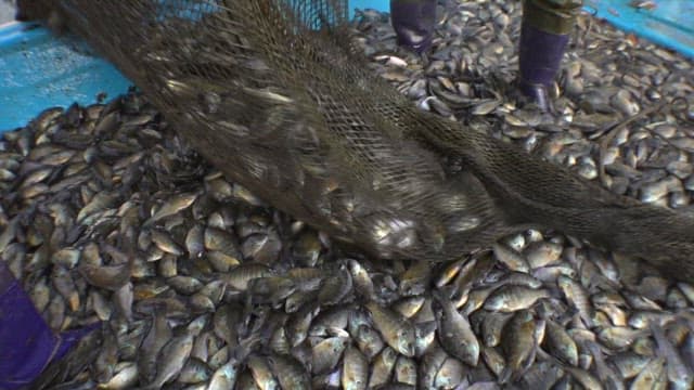 그물에 잡혀 팔딱대는 생선들