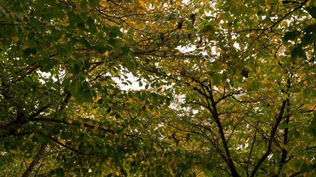 Lush green leaves in a forest canopy