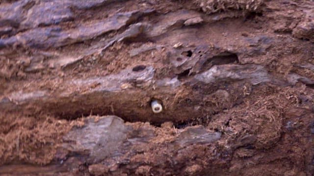 나무에서 나오는 굼벵이