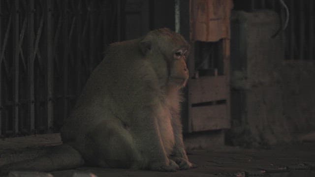 Monkey Sitting on the Street Alone at Evening