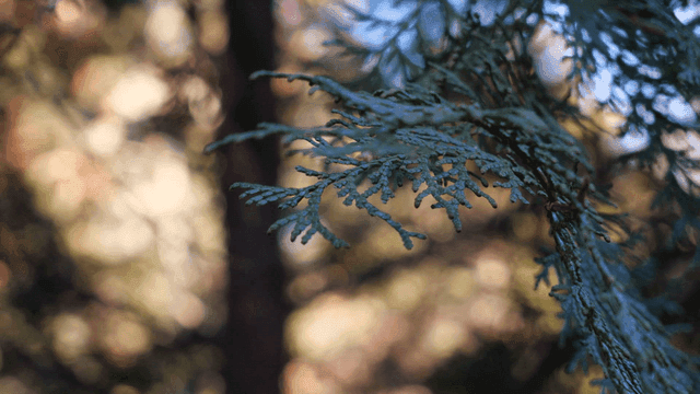 Close-up of green tree branches