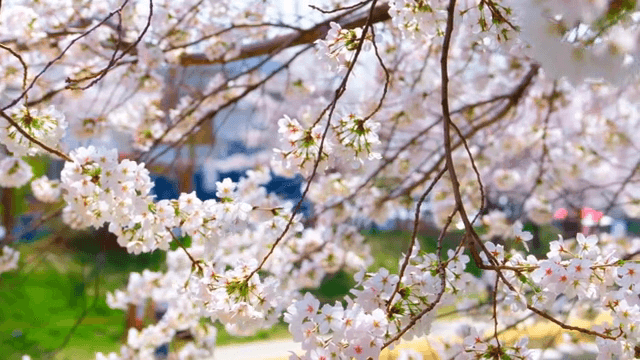 산책로 옆 만개한 벚꽃