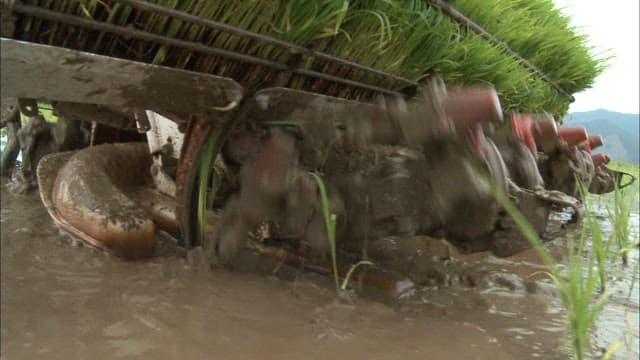 Rice transplanter planting rice seedlings in a muddy field