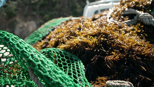 Hijikia, freshly harvested seaweed on a fishing boat