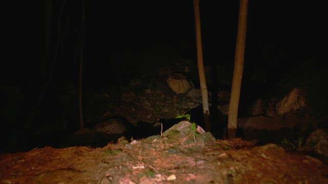 Person walking through a dark forest at night with a flashlight