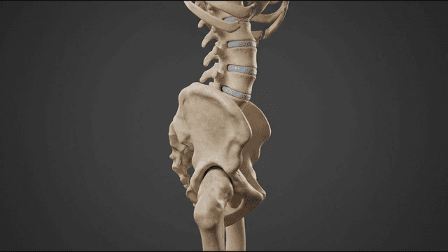 Detailed view of a human pelvic skeleton