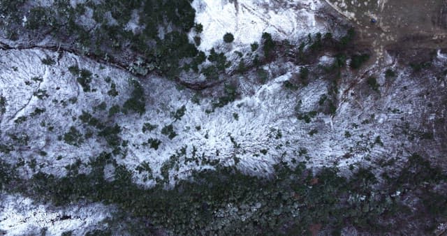 나목과 초목이 함께 펼쳐진 눈 덮인 숲