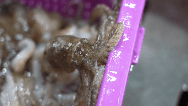 Octopus in a purple basket