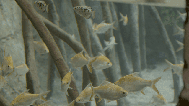 Turtle swimming with fish in aquarium