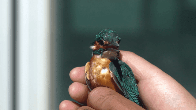 Small kingfisher held gently in hands