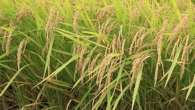 논에 핀 황금빛 벼