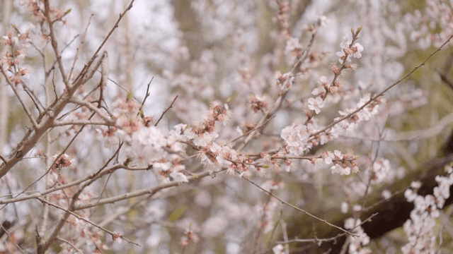 나뭇가지에 핀 벚꽃