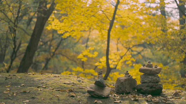Autumn forest with yellow leaves and stacked stones