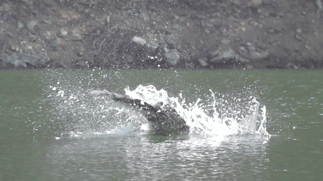 Eagle diving into a river to catch prey