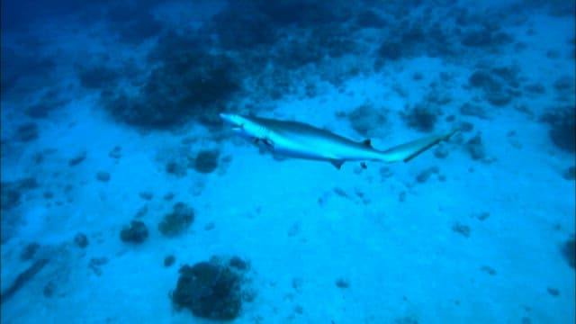 지느러미가 잘린 채 헤엄치는 상어