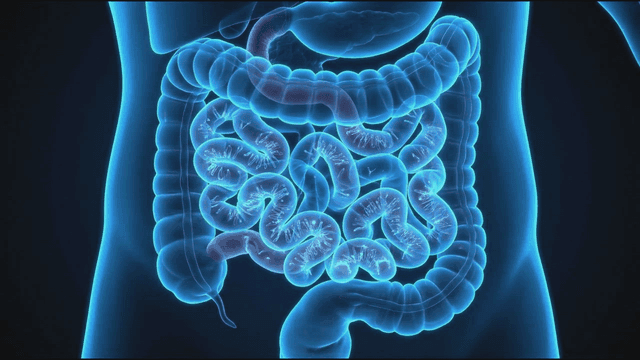 Human digestive organs containing gut microorganisms