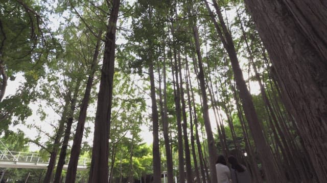 고요한 숲속을 걷는 사람들