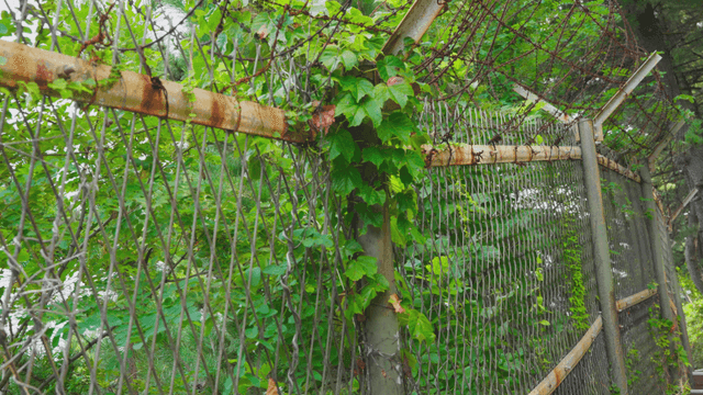 녹슨 울타리를 덮은 녹색 덩굴