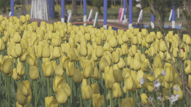 활짝 핀 노란 튤립의 들판