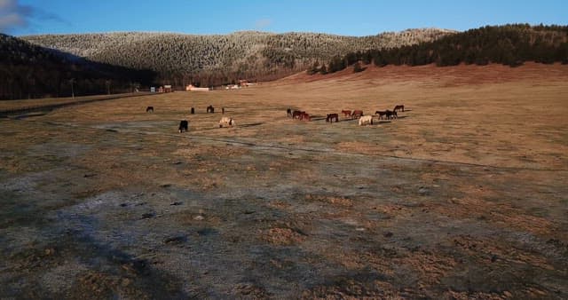 Horses grazing in a vast open field