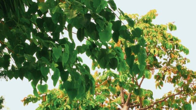 밝은 햇빛 아래 가지에 매달린 녹색 잎들