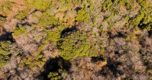 Aerial view of a dense forest canopy
