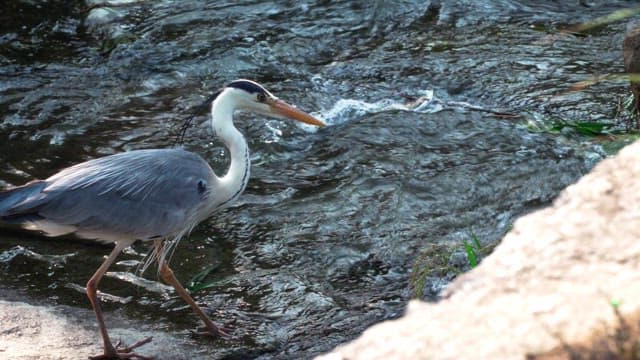 Heron standing on rocks by a stream on a sunny day