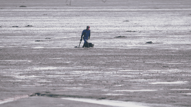 갯벌에서 조개를 채취하는 사람
