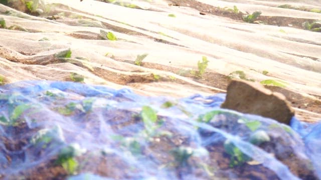 보호망 아래 자라는 싱싱한 갓