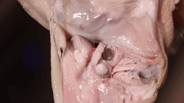Hands tearing raw chicken with gloved hands