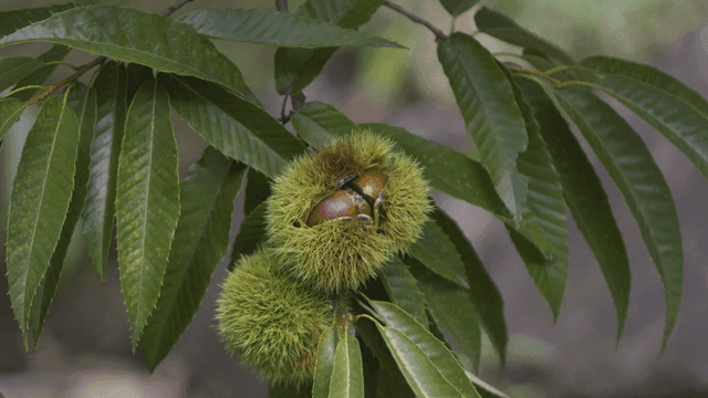 Chestnuts in a spiky shell on a branch