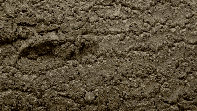 Close-up of tree bark texture
