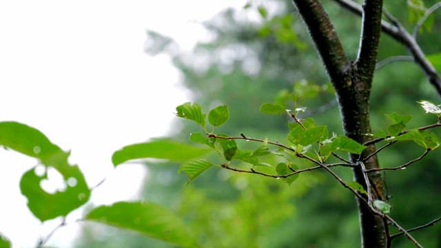 Green leaves on a tree branch