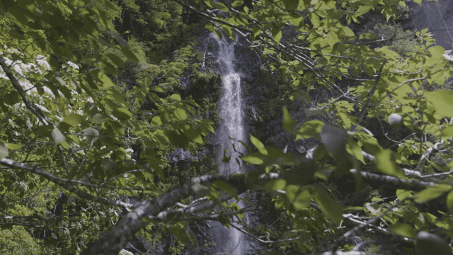 푸른 숲 속의 작은 폭포