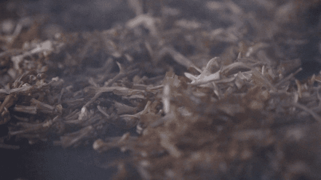 Enoki mushrooms drying in oven