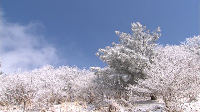 Snow-covered Trees Under a Sky