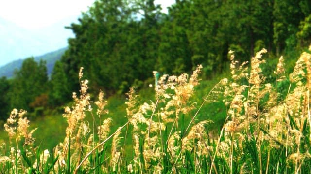 Scenic view of grassy field with trees on a bright day