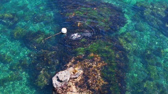 Diver exploring the clear ocean waters