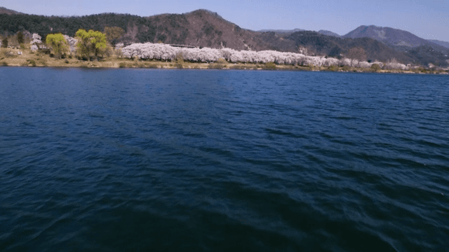 Serene Lake Scene with Flowering Trees