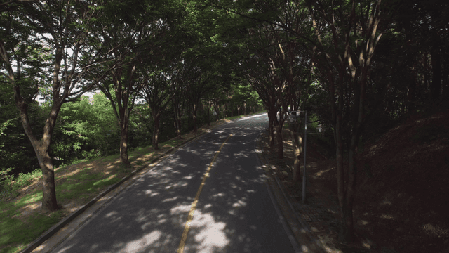 푸른 나무로 둘러싸인 고요한 도로