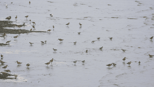 얕은 물가에서 먹이를 찾는 새들