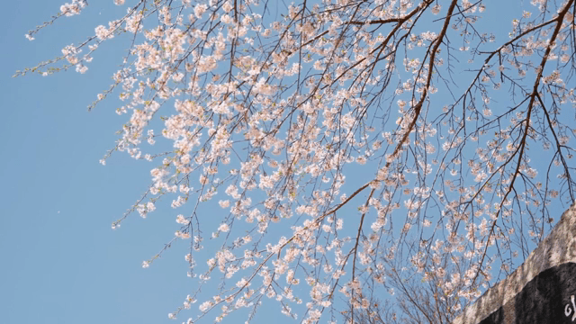 맑은 하늘을 배경으로 한 벚꽃