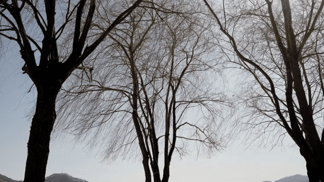 Bare tree against a clear sky